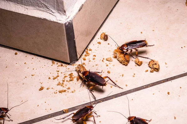 Evde Hamamböcekleri Istilası Geceleri Fotoğraf Yerde Kalan Yemekleri Yiyen Böcekler — Stok fotoğraf