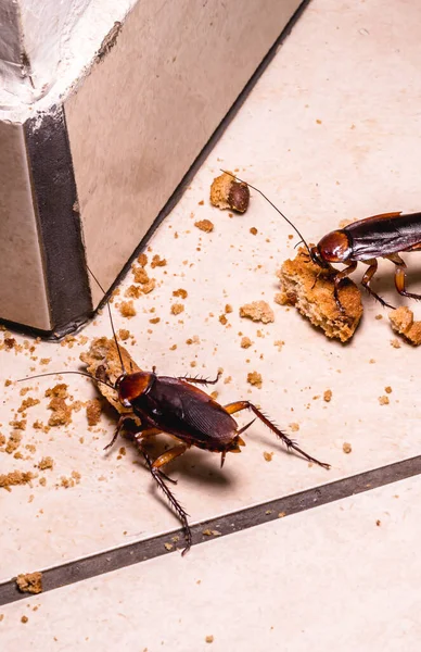 Besmetting Van Kakkerlakken Binnen Foto Nachts Insecten Vloer Die Restjes — Stockfoto