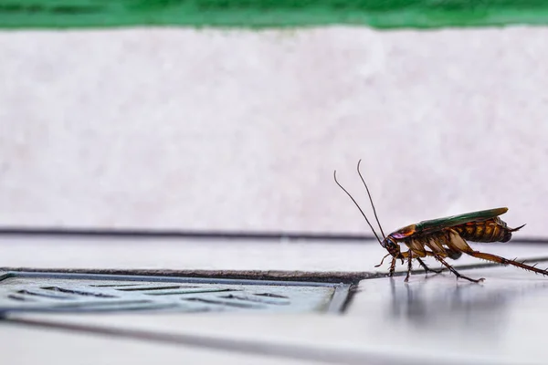 Kakkerlak Een Vieze Badkamerafvoer Slechte Hygiëne Problemen Met Ongedierte Insecten — Stockfoto