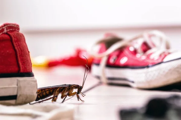American Cockroach American Periplaneta Messy Children Room Pest Concept Indoors — Stock Photo, Image