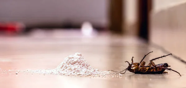 Dode Kakkerlak Met Vergif Poeder Amerikaanse Kakkerlak Binnen Bestrijdingsconcept — Stockfoto