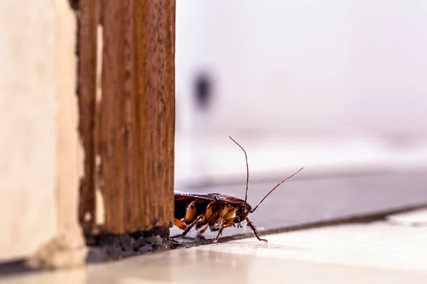 Amerikansk Kackerlacka Sorts Kackerlacka Med Vingar Gömd Inomhus Insekts Och — Stockfoto