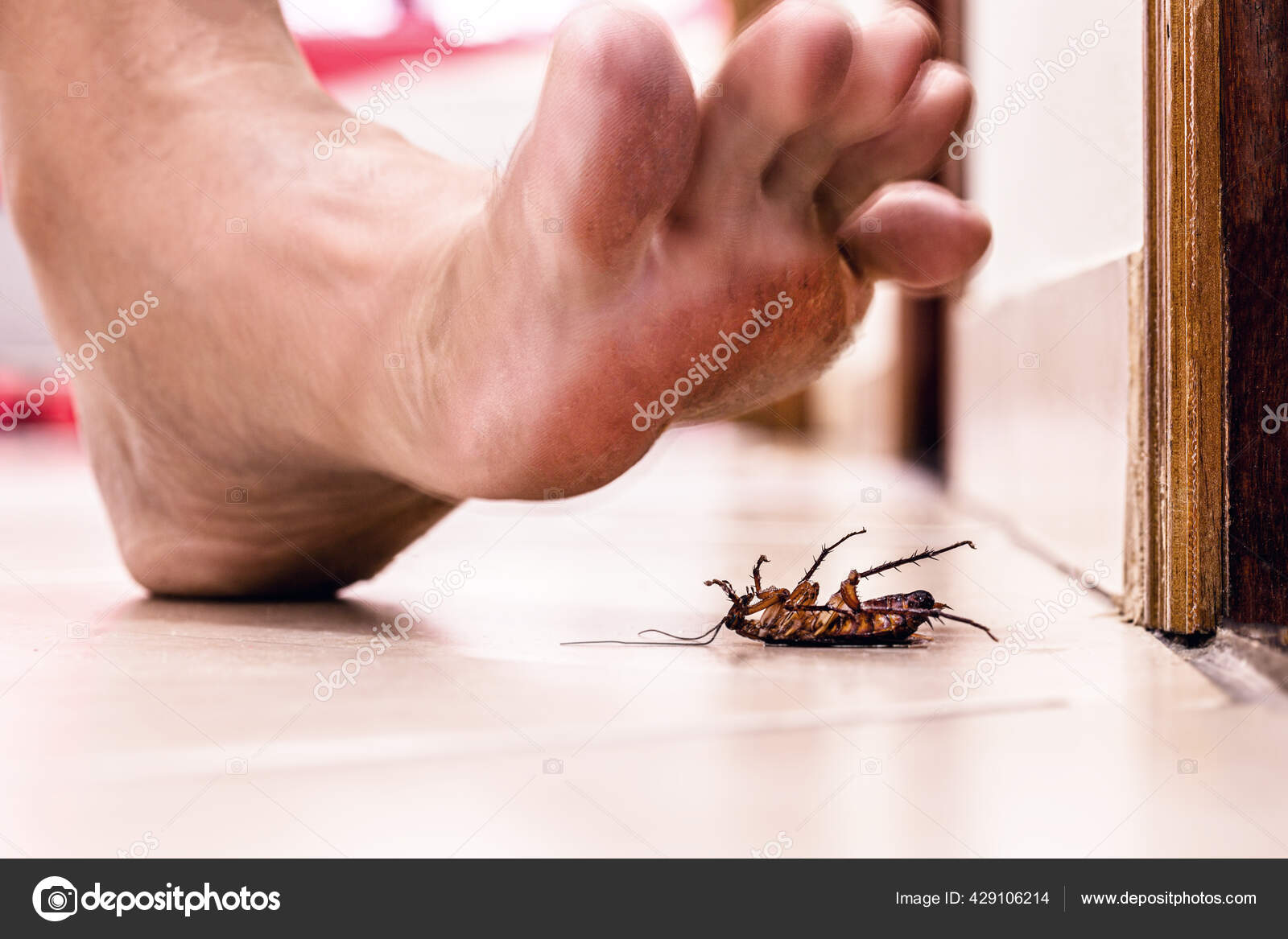 Barefoot Bug Crush