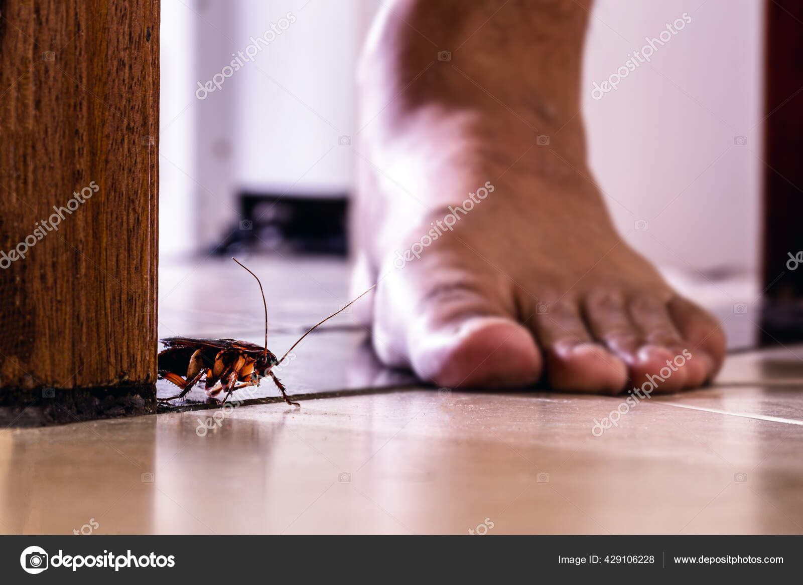 Barefoot Bug Crush