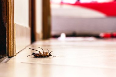 Ölü hamamböceği sırt üstü yerde yatıyor. Kapalı alanda. Böcek problemleri ve tespit edilme ihtiyacı.