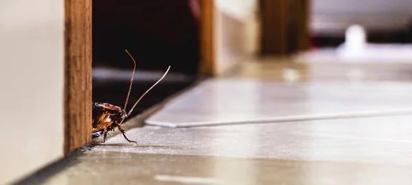 Kakkerlak Verborgen Het Huis Ongedierteproblemen Noodzaak Van Detectie — Stockfoto