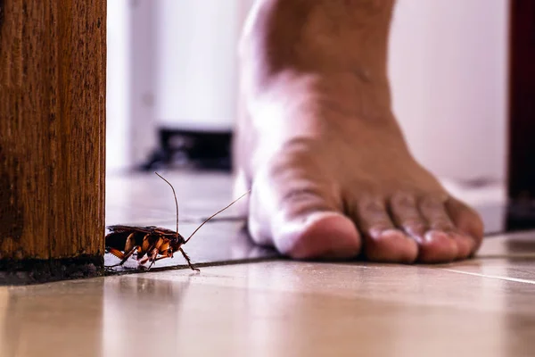 死んだゴキブリに裸足で足を踏み入れ 嫌な光景 衛生不良 昆虫や害虫の問題 — ストック写真