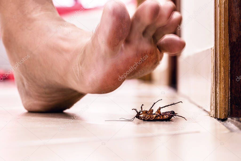 bare foot stepping on dead cockroach, disgusting scene, poor hygiene, problems with insects and pests