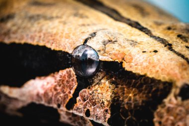 Makro fotoğrafçılıkta yılan gözü, hayvan gözü.