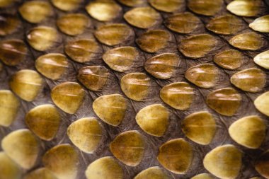 Gerçek yılan derisi dokusu, yılan derisinin makro fotoğrafı.