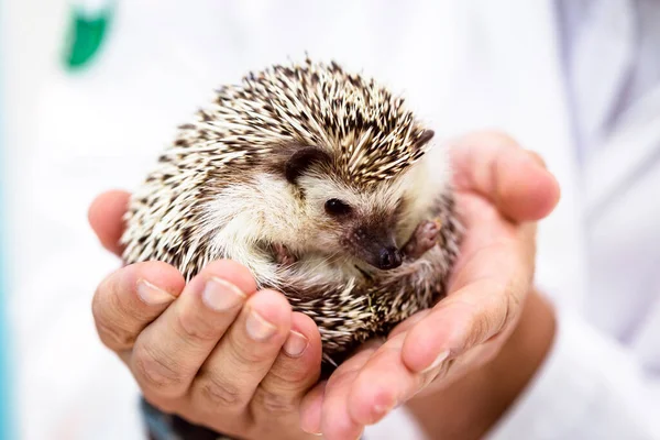 domestic hedgehog being taken care of by veterinarians, animal care