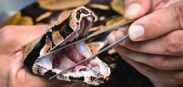 snake mouth open, without tusks. Exotic animal being treated by a specialized veterinarian
