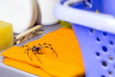 Çamaşırların arasına gizlenmiş büyük örümcek, zararlı madde konsepti, ısırık tehlikesi