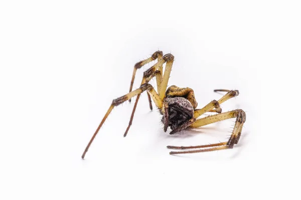 Közeli Kép Nagy Halott Pók Izolált Fehér Háttér Koncepció Arachnophobia — Stock Fotó
