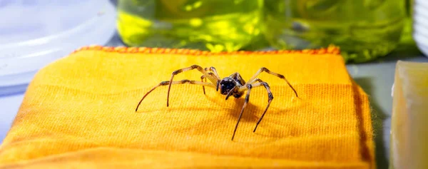 Aranha Andando Prateleira Lavanderia Cuidado Com Animais Venenosos Necessidade Detecção — Fotografia de Stock