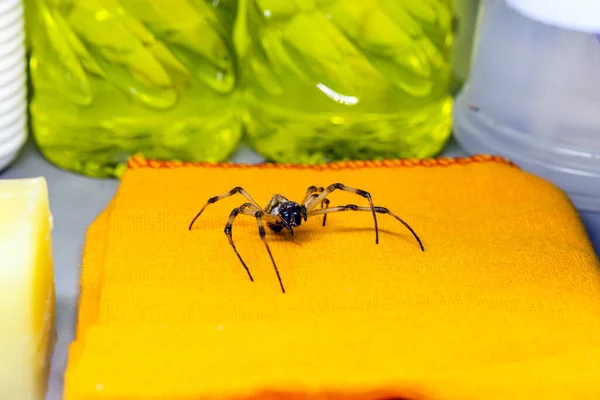 dangerous animal walking around the house, spider in the laundry, concept of pest or pest control