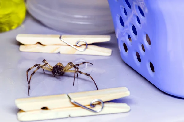 Gefährliches Tier Das Haus Herumläuft Spinne Der Wäsche Konzept Der — Stockfoto