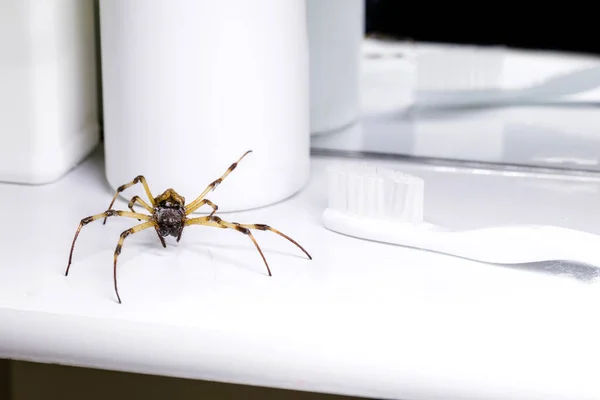 Big Spider Walking Bathroom Sink Venomous Animal Pest Control Concept — Stock Photo, Image