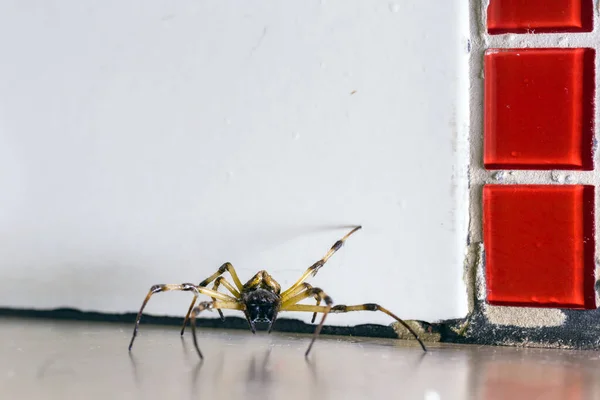 Spinne Auf Dem Boden Großer Spinnentier Haus Versteckt Schmutziger Boden — Stockfoto