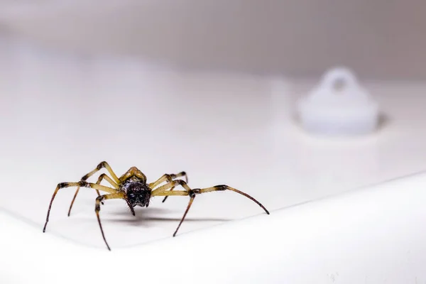 Büyük Örümcek Banyo Lavabosunda Yürüyor Zehirli Hayvan Haşere Kontrolü Konsepti — Stok fotoğraf