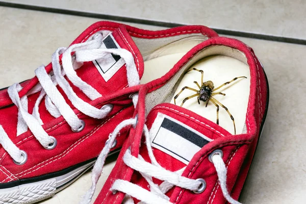 Large Spider Hidden Children Sneakers Venomous Animal Concept Arachnophobia Pest — Stock Photo, Image