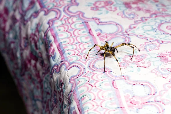 Araña Grande Caminando Través Una Colcha Cama Animal Venenoso Necesidad —  Fotos de Stock