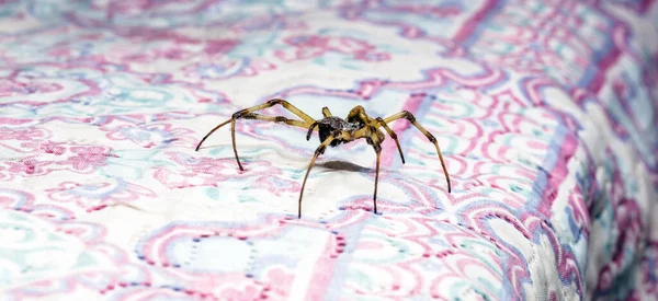 Büyük Bir Örümcek Yatak Örtüsünün Üzerinde Yürüyor Zehirli Bir Hayvan — Stok fotoğraf