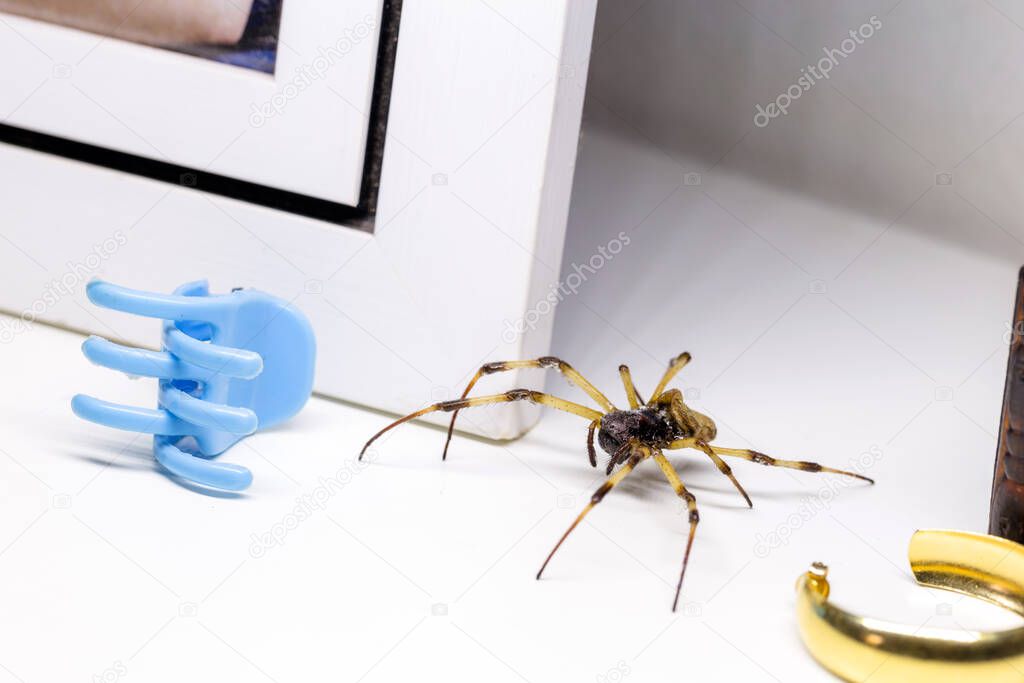 large spider hidden indoors, venomous animal, arachnophobia concept