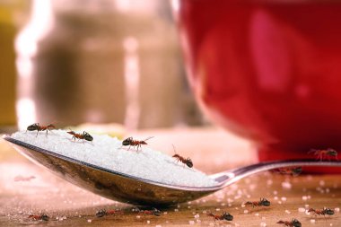 Üzerinde bir sürü kırmızı karınca olan bir kaşık şeker, kapalı alanda böcekler, istila ya da haşere tehlikesi