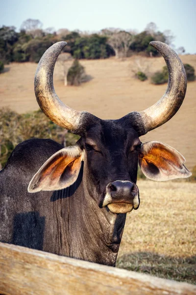 Guzerat Zebu牛の品種 印象的な 大規模なユリの形をした角です 取り扱いが簡単で 肥沃で 肉や牛乳の生産に適しています — ストック写真