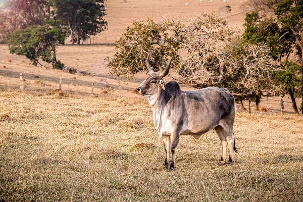 GuzeratブラジルのZebu牛の品種 印象的な 大規模なリアの形をした角です 取り扱いが簡単で 肥沃で 肉や牛乳の生産に適しています — ストック写真