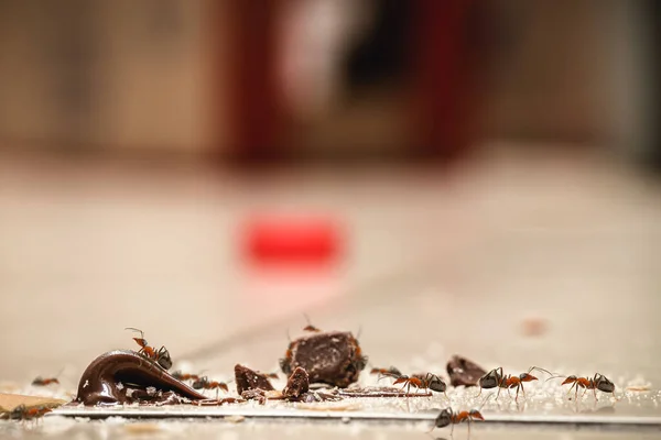 Süße Ameisen Auf Dem Boden Die Übrig Gebliebene Süßigkeiten Krümel — Stockfoto