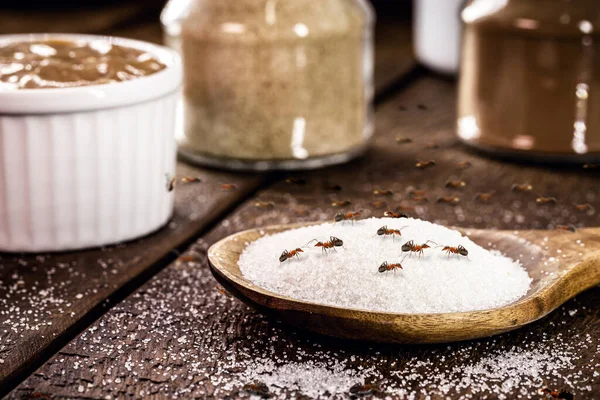 Cuillère Sucre Avec Nombreuses Fourmis Rouges Sur Table Insectes Intérieur — Photo