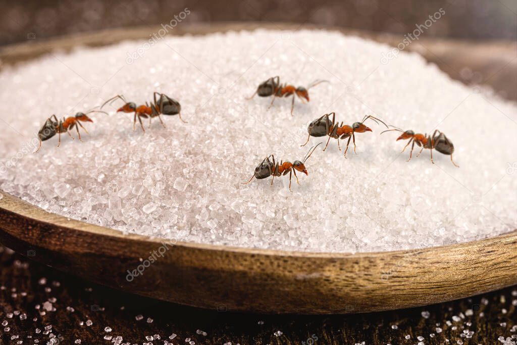 spoon of sugar with many red ants on it, insects indoors, danger of infestation or pest