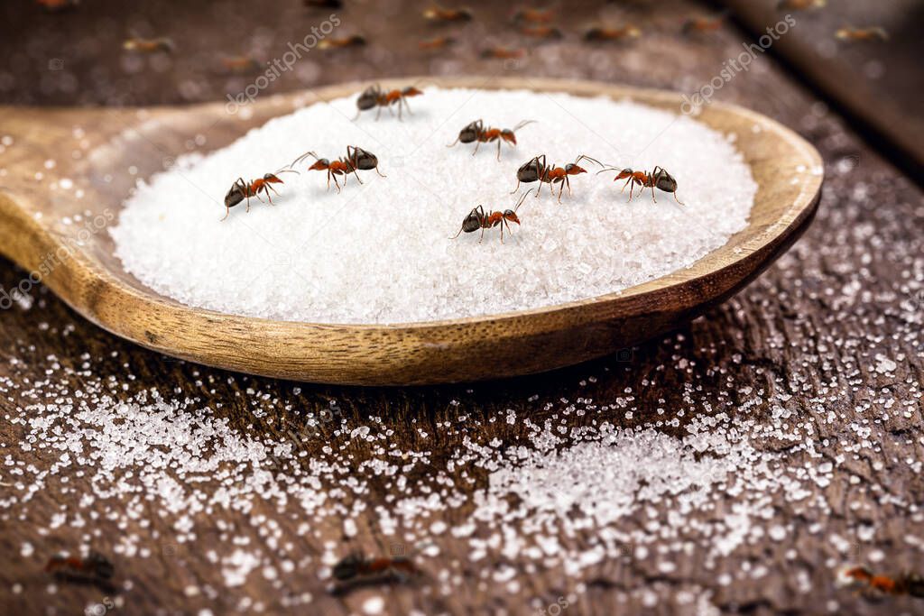 spoon of sugar with many red ants on the table, insects indoors, sweet ants