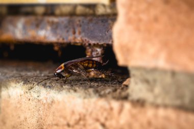 Eski bir evin ya da duvarın duvarındaki delikten çıkan hamamböceği.