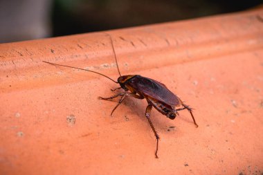 Çatıdaki hamamböcekleri, evi istila etmek, böcek istilası..