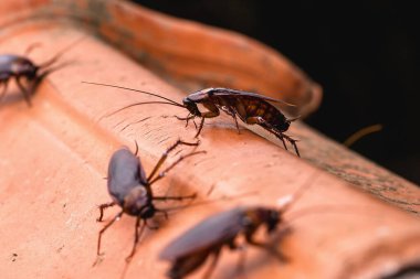 Çatıdaki hamamböcekleri, evi istila etmek, böcek istilası..