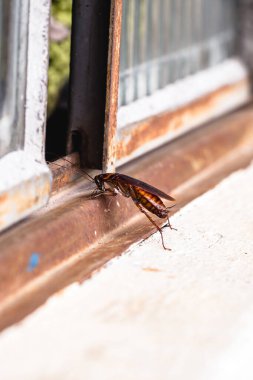Brezilyalı hamamböcekleri eski bir pencereden eve giriyor, hijyenik olmayan bir ortam, temizlik eksikliği, böcek istilası...