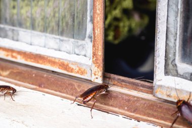 Brezilyalı hamamböcekleri eski bir pencereden eve giriyor, hijyenik olmayan bir ortam, temizlik eksikliği, böcek istilası...