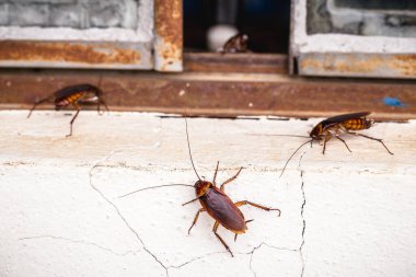 Brezilyalı hamamböcekleri eski bir pencereden eve giriyor, hijyenik olmayan bir ortam, temizlik eksikliği, böcek istilası...