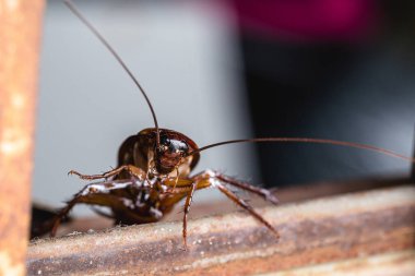 Brezilyalı hamamböcekleri eski bir pencereden eve giriyor, hijyenik olmayan bir ortam, temizlik eksikliği, böcek istilası...