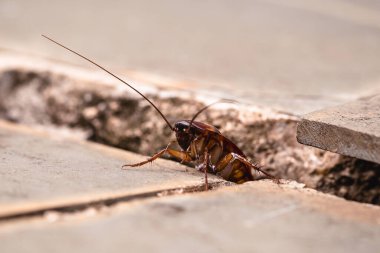 Yerdeki deliklerden çıkan hamamböcekleri, bahçedeki haşereler ve böcek istilasına ihtiyaç duyarlar.