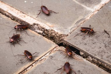 Yerdeki deliklerden çıkan hamamböcekleri, bahçedeki haşereler ve böcek istilasına ihtiyaç duyarlar.