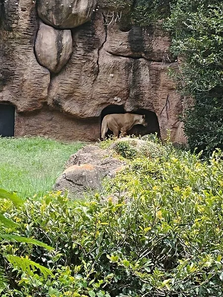 Cougar Safari Cougar Habitat Controlado Cougar Entrando Caverna — Fotografia de Stock