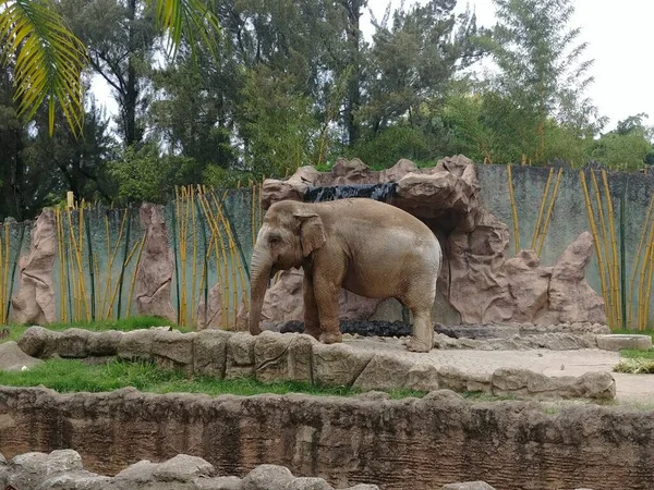 Elefante Safári Elefante Habitat Controlado — Fotografia de Stock