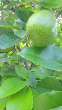 Lezzetli ve sağlıklı tereyağlı avokado meyvesi hala ağaç gövdesinde yeşil yapraklarla asılı.