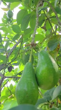 Lezzetli ve sağlıklı tereyağlı avokado meyvesi hala ağaç gövdesinde yeşil yapraklarla asılı.
