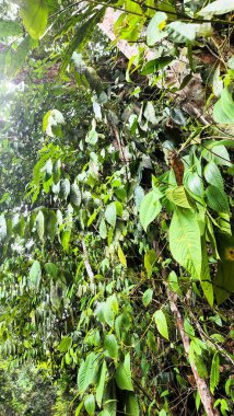 Doğal temiz su geopark kayalarının üzerinden akar. Bu kayalar, teraslı bir şelale oluşturan tropikal bir ormanın ortasında binlerce yıl yaşlanmanın bir sonucudur..