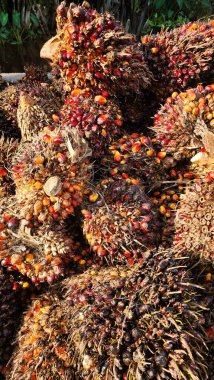 Palmiye yağı, özellikle A vitamini, E vitamini (tocotrienols) ve kalp ve beyin sağlığı için yararlı olan ve bağışıklık sistemini güçlendiren karotenoidler açısından zengindir. Yağı...